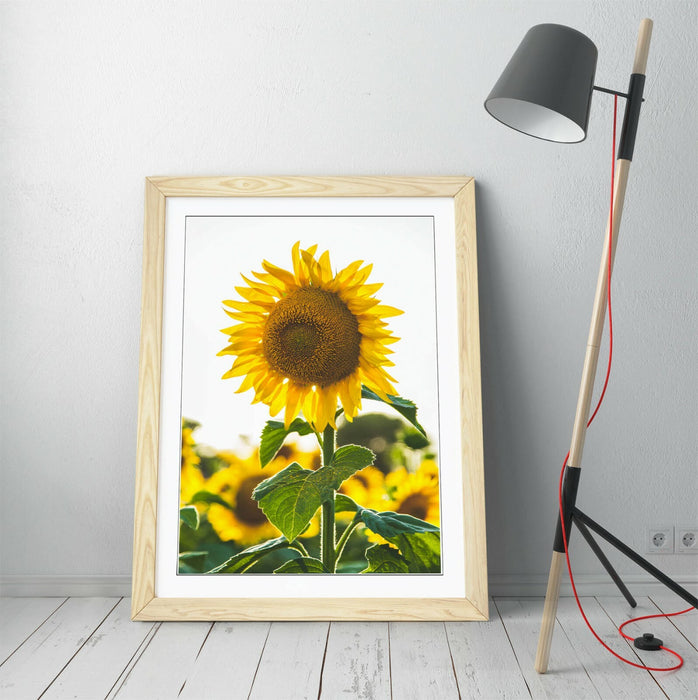 SUNFLOWER -ART FRAMED POSTER PICTURE PRINT ARTWORK- WHITE GREEN