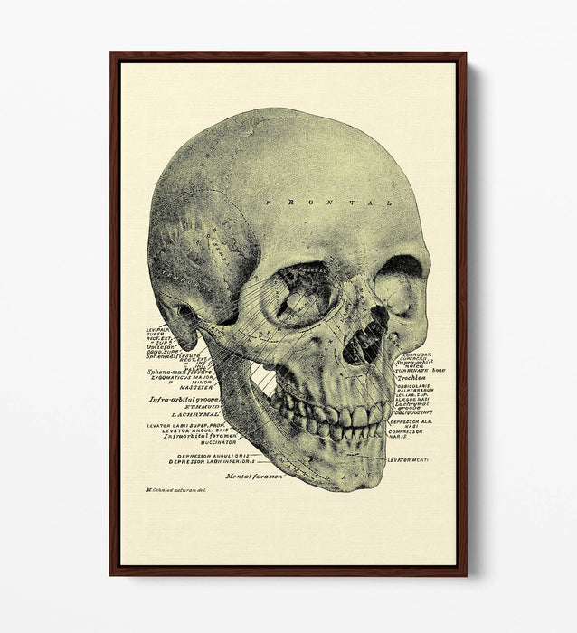 Vintage Skull Canvas - Labelled Skull Print On Handmade Canvas Art With Float Effect Frame