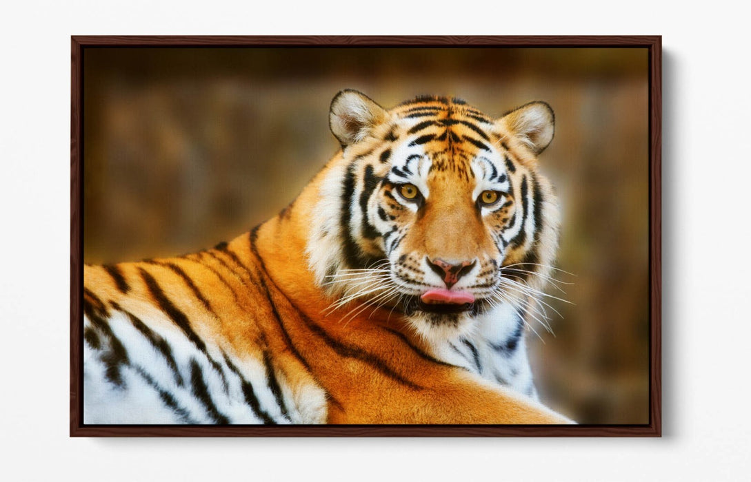 Funny Tiger Canvas Art - Tongue Out Tiger Print | Premium Float Effect Canvas Wall Art