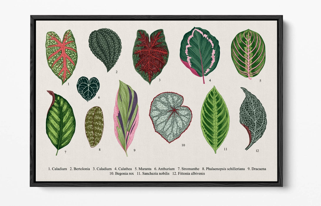 Plant Leaf Canvas Art – Botanical Wall Decor With Float Effect Frame