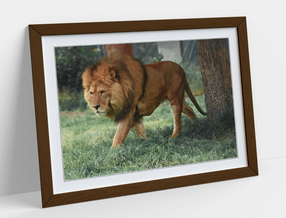LION ON THE PROWL -WALL ART FRAMED POSTER PICTURE PRINT- ANIMAL PHOTOGRAPHY
