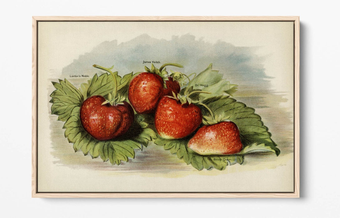 Canvas Art Print - Vintage Strawberries Wall Decor | Float Effect, Handmade UK Canvas
