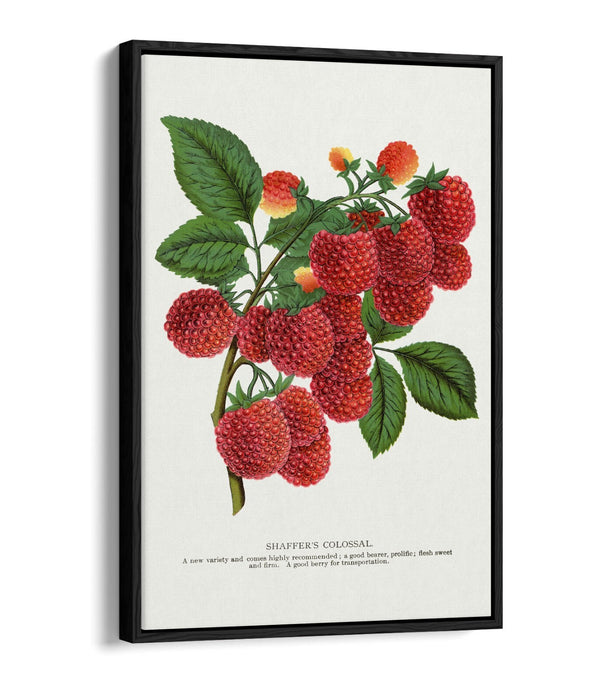Canvas Wall Art - SHAFFER'S Colossal Raspberry Float Effect Canvas Print