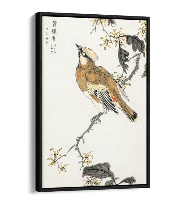 Canvas Wall Art - Numata Kashu Eastern Waxwing Float Effect Canvas Print