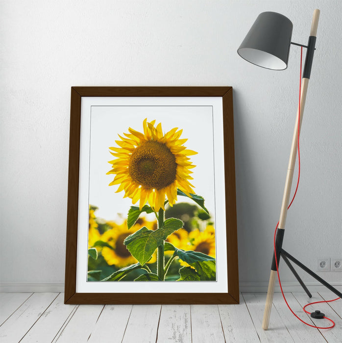SUNFLOWER -ART FRAMED POSTER PICTURE PRINT ARTWORK- WHITE GREEN