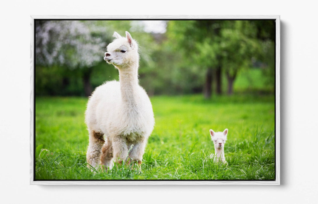 Llama Canvas Wall Art - Baby Llama Decor | Handmade Float Effect Canvas Print