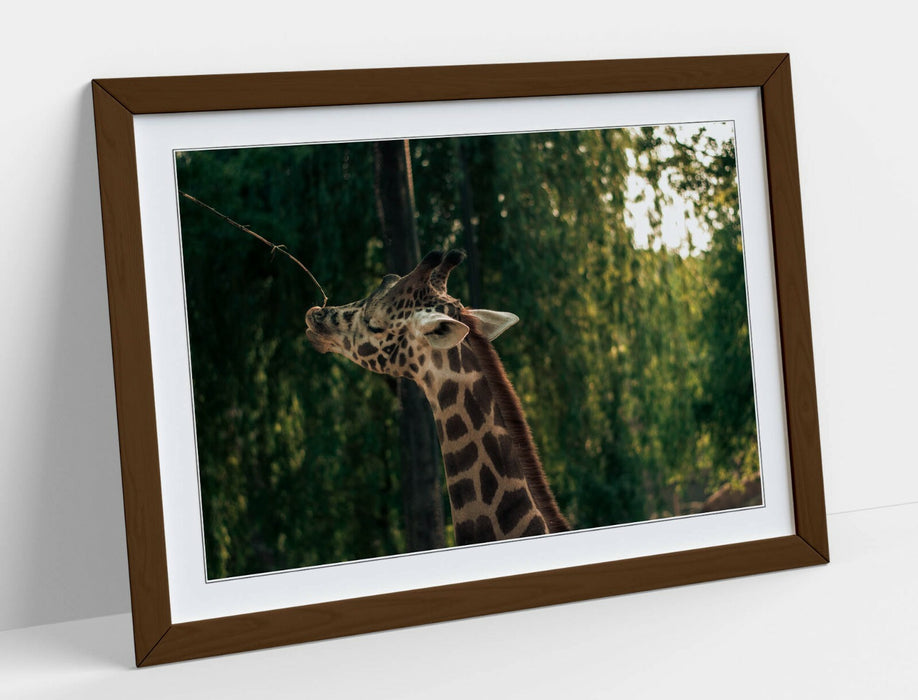 GIRAFFE GRAZING LEAVES -ART FRAMED POSTER PICTURE PRINT- WILDLIFE PHOTOGRAPHY
