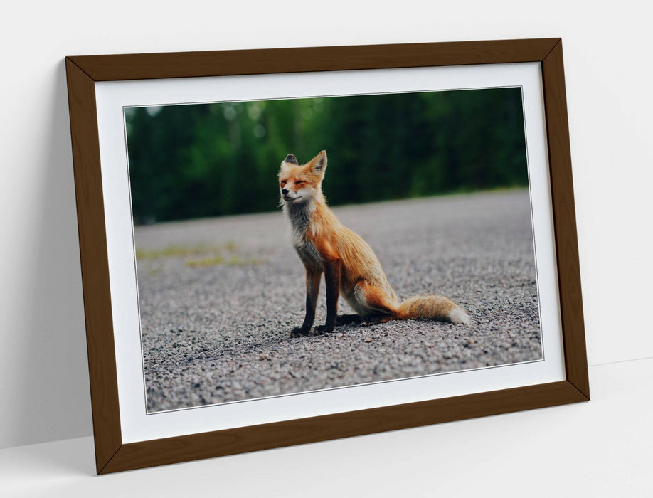CUTE BABY FOX, WILDLIFE PHOTOGRAPHY -ART FRAMED POSTER PICTURE PRINT ARTWORK