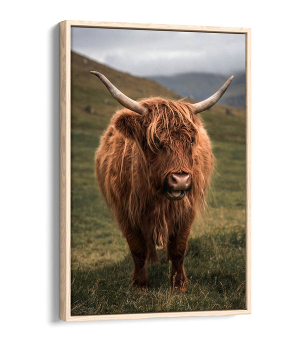 Canvas Wall Art - Highland Cow Print With Floating Canvas Frame | UK Made Home Decor