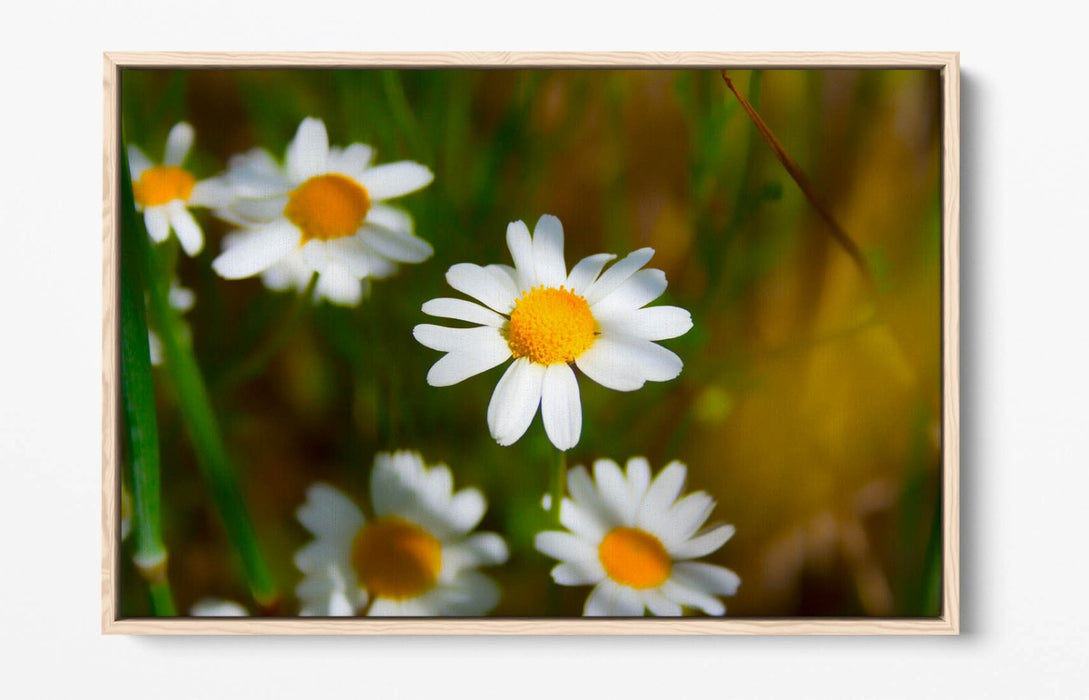 Float Effect Canvas - Daisies Canvas Print with Premium Varnish Finish, UK Made