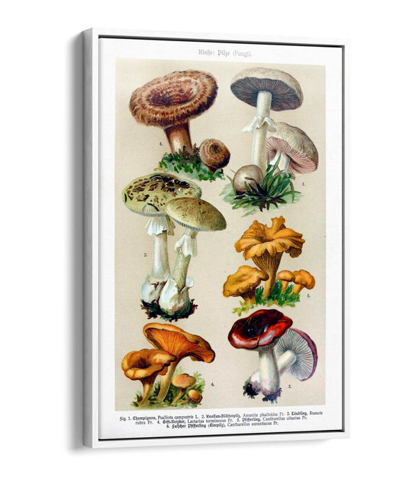 QUIRKY VINTAGE MUSHROOM ILLUSTRATIONS POSTER -FLOAT EFFECT CANVAS WALL ART PRINT
