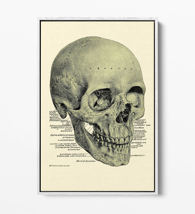 Vintage Skull Canvas - Labelled Skull Print On Handmade Canvas Art With Float Effect Frame