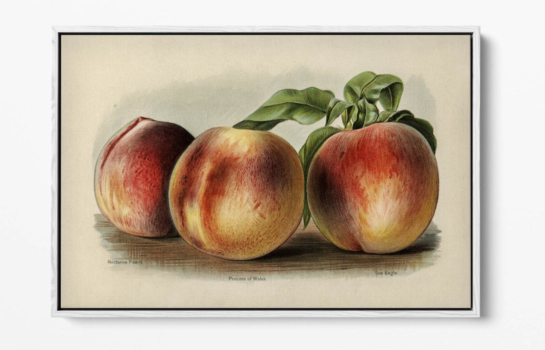 Canvas Wall Art - Vintage Peach Illustration | Float Effect Canvas Print, Ready To Hang