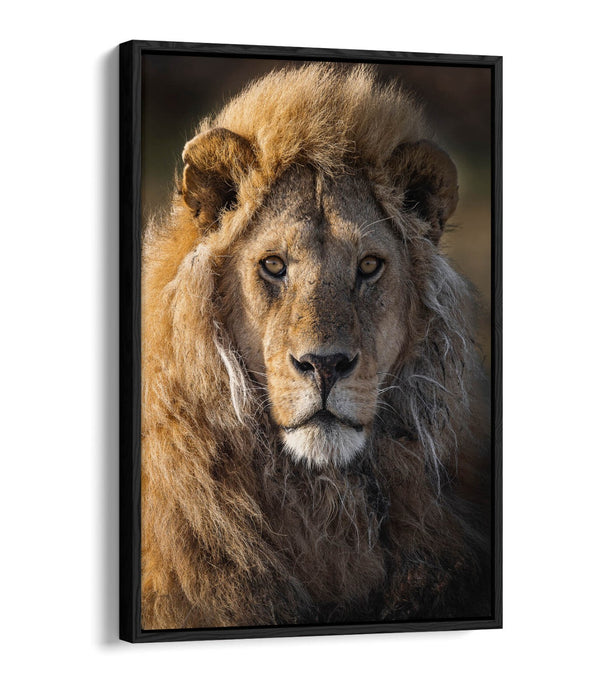 Lion Canvas Wall Art – Float Effect Canvas Print With Deep Frame, Handmade UK