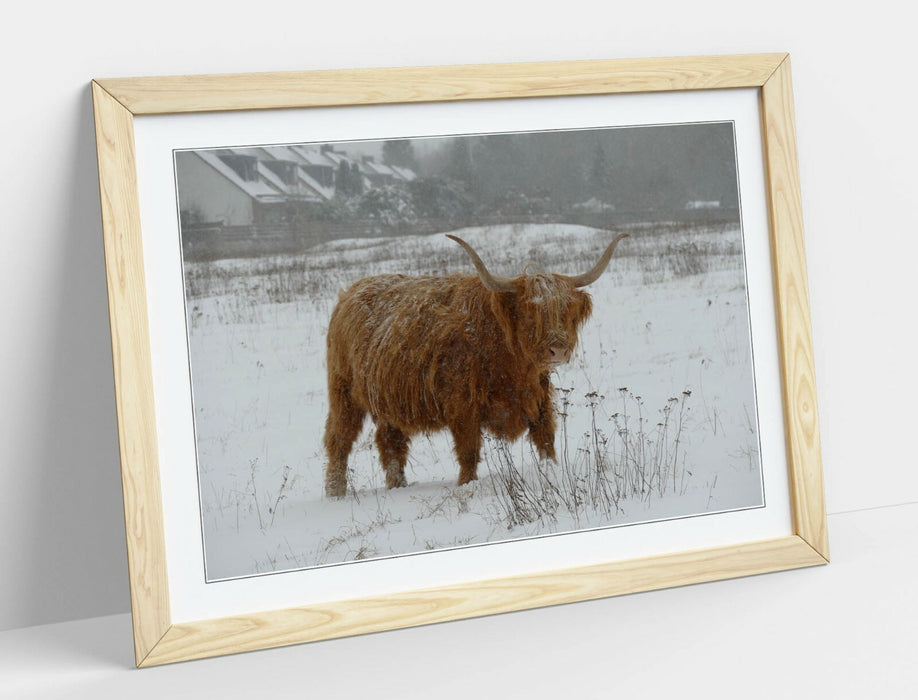 HIGHLAND COW SNOWY LANDSCAPE -WALL ART FRAMED POSTER PICTURE PRINT- ANIMAL PHOTO