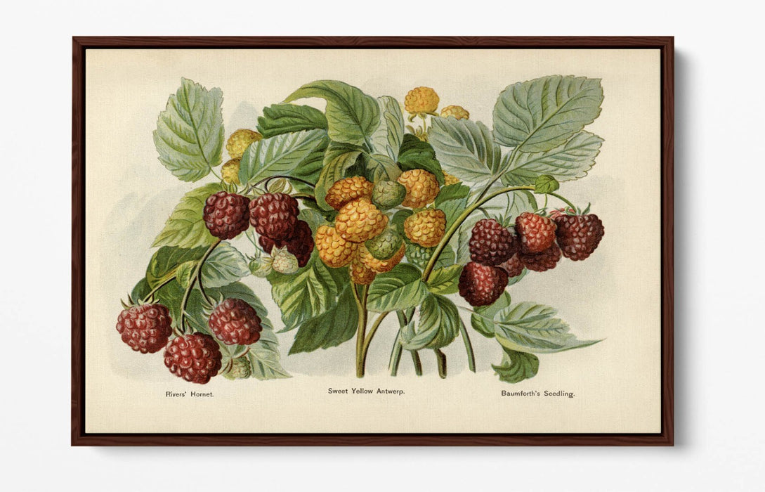 Canvas Wall Art - Vintage Illustration Raspberries Float Effect Print on Handmade Canvas