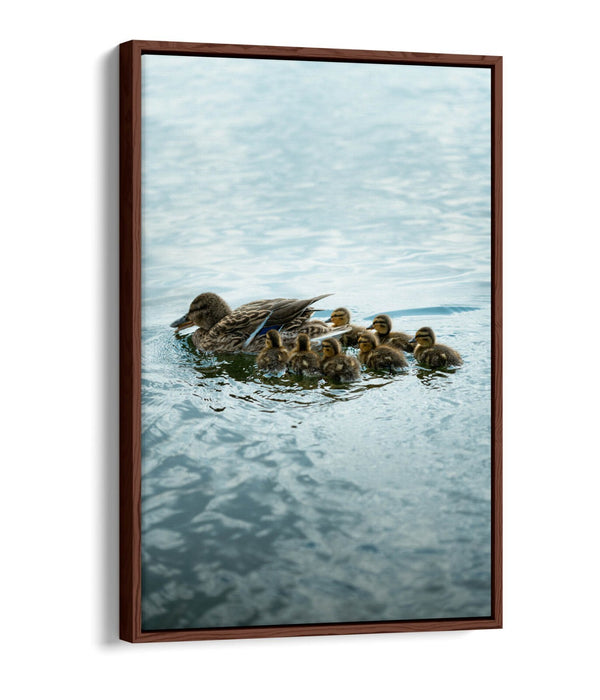 Duck Canvas Wall Art - Handmade UK Canvas Print With Float Effect Frame