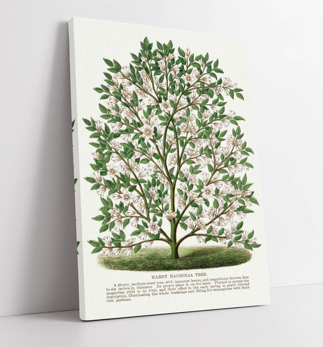 Magnolia Tree Canvas - Handmade UK Botanical Canvas Print With Vibrant Color