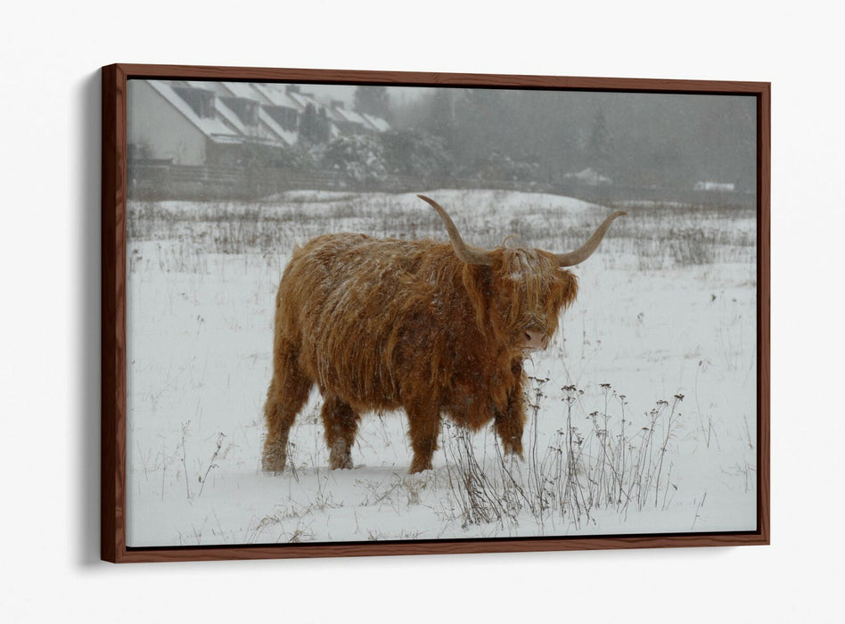 HIGHLAND COW SNOWY LANDSCAPE -FLOAT EFFECT CANVAS WALL ART PIC PRINT- ANIMAL