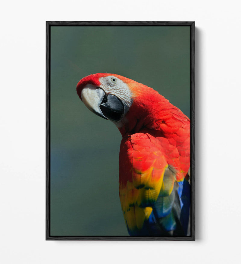 Parrot Canvas Art - Multi Color Wall Art With Float Effect Canvas & MDF Frame