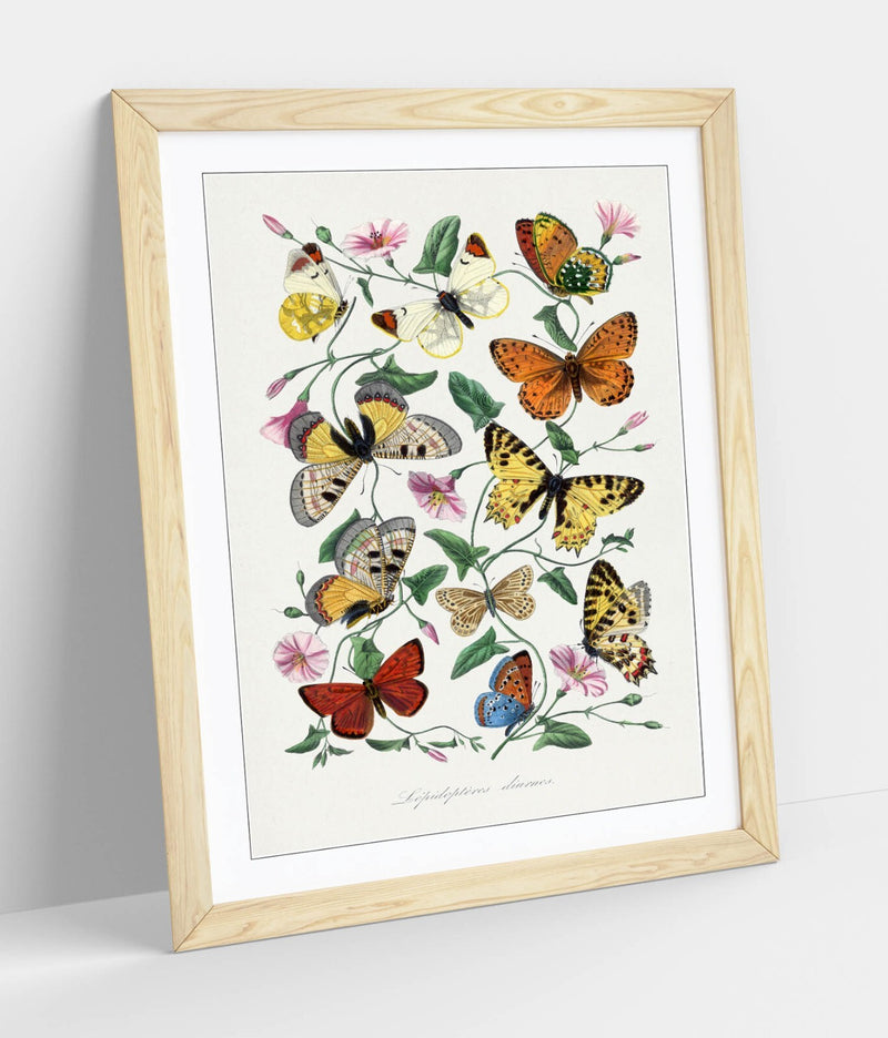 Framed Wall Art - Paul Gervais Butterflies And Moths Print With Woodgrain Frame