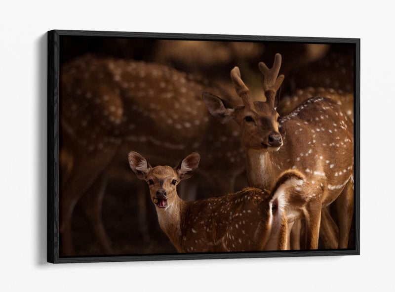 Canvas Wall Art - Deer Standing Together Float Effect Premium Bedroom Decor