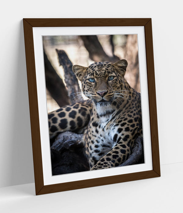 Blue Eyed Cheetah Art – Framed Wall Art Poster With Faux Wood Frame, Matte Finish