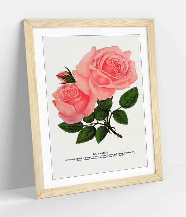 Framed Wall Art Poster - Pink Rose Print With La France Lithograph, Handmade Decor