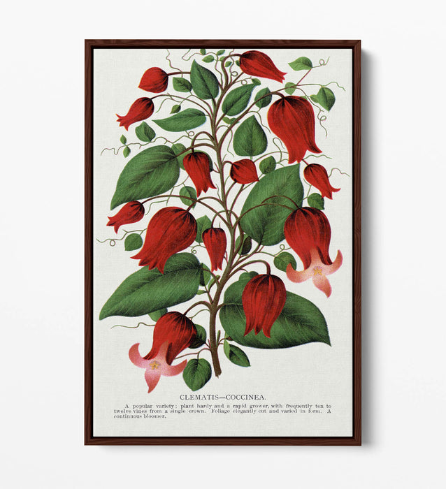 Canvas Wall Art – Clematis Flower Print on Premium Float Frame, Handmade UK