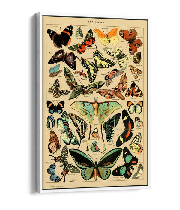 VINTAGE BUTTERFLIES ART POSTER RETRO -FLOAT EFFECT CANVAS WALL ART PRINT