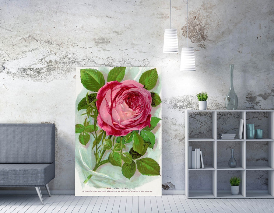 Pink Rose Canvas Art – Mrs John Laing Lithograph | Handmade Floral Wall Decor