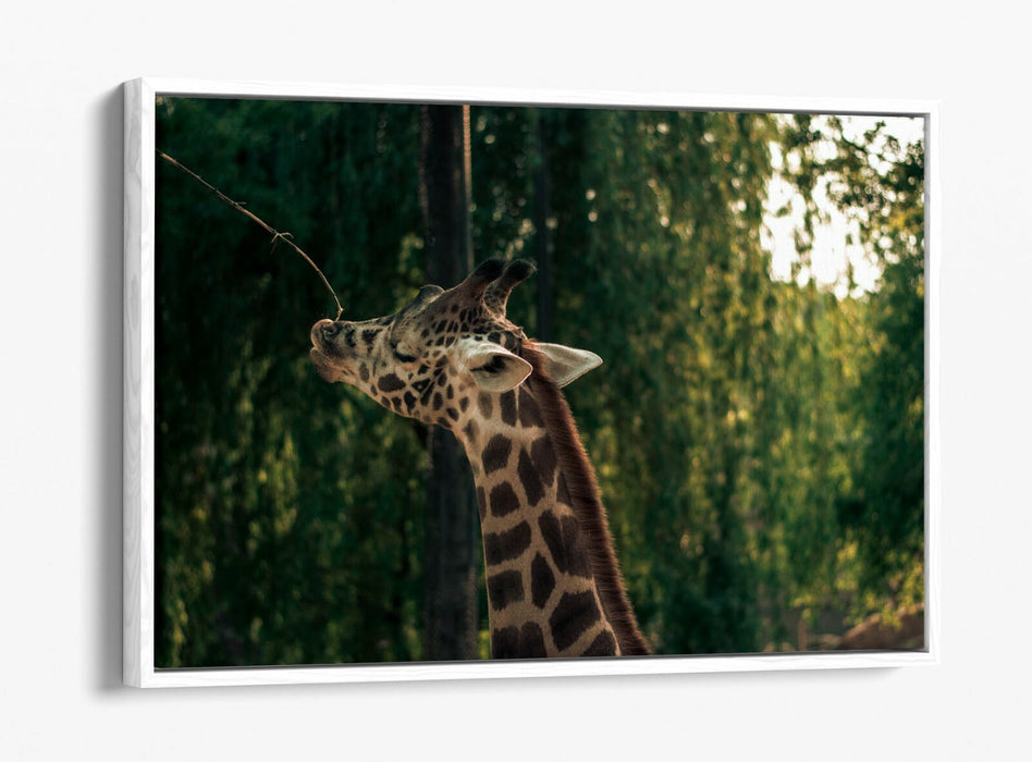 GIRAFFE GRAZING LEAF -FLOAT EFFECT CANVAS WALL ART PIC PRINT- ANIMAL PHOTOGRAPH
