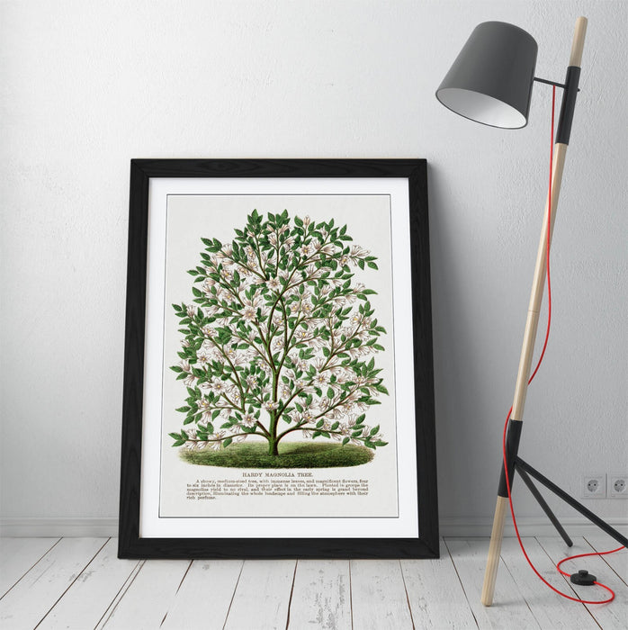 Magnolia Tree Wall Art – Framed Botanical Lithograph Print on Matte Paper