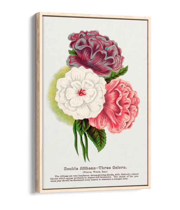 Float Effect Canvas Art - Double Althea Lithograph Wall Print With Stylish Float Frame