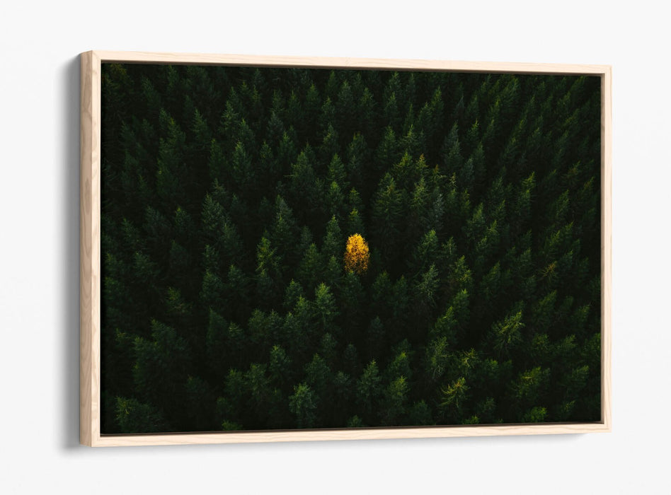 YELLOW TREE IN FOREST HOME BEDROOM DECOR FLOAT EFFECT CANVAS WALL PRINT