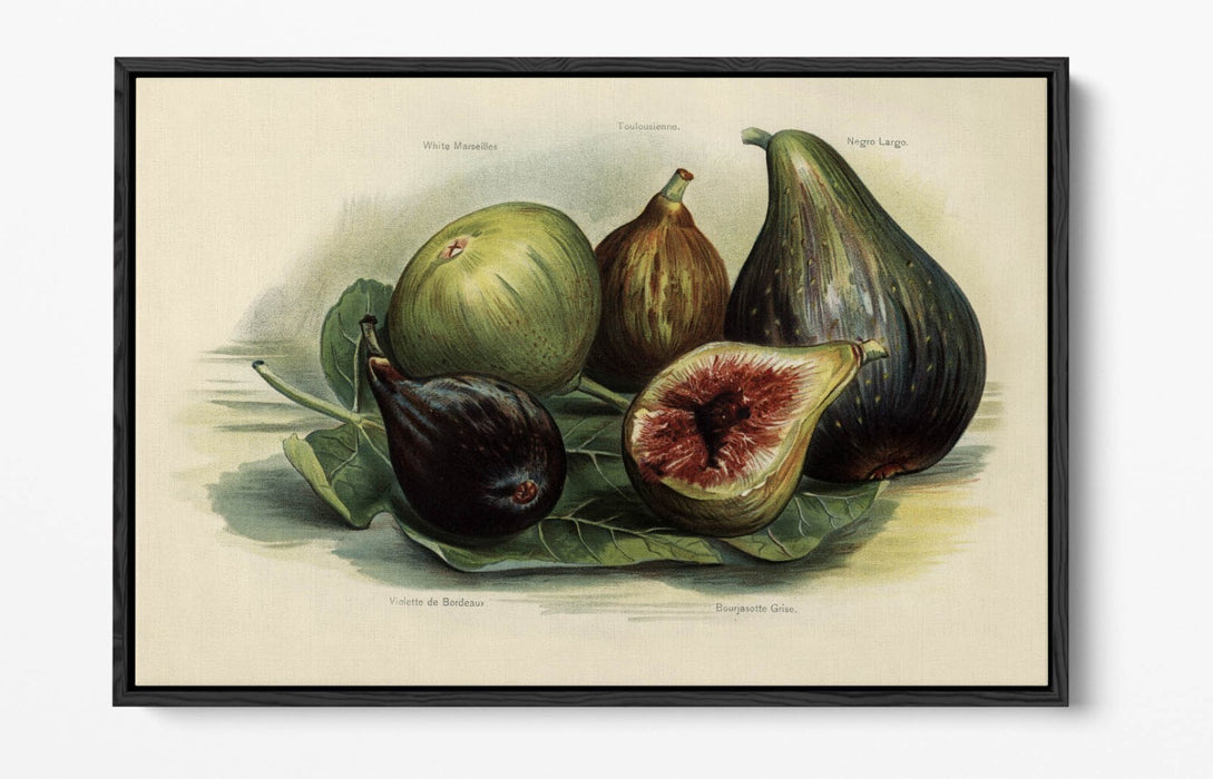 Canvas Wall Art Print - Vintage Figs Illustration | Handmade Float Effect Frame