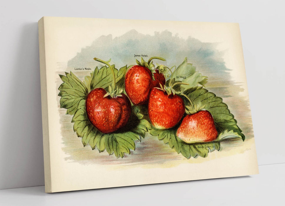 Vintage Strawberry Canvas - Handmade UK Canvas Wall Art | Botanical Fruit Illustration Print