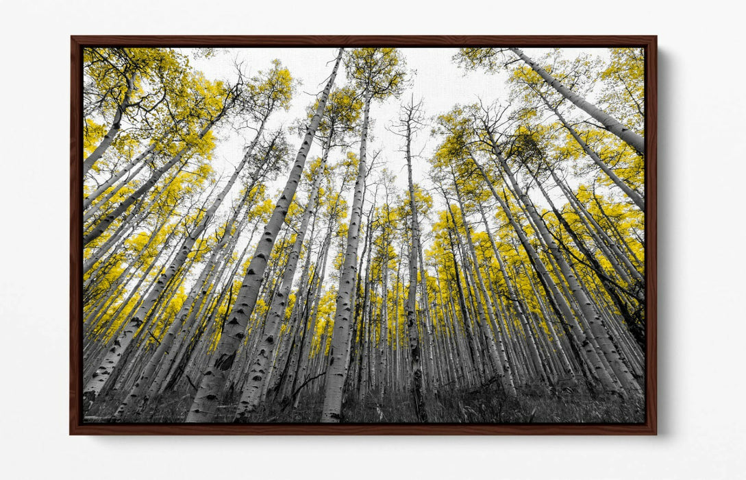 ASPEN TREES -FLOAT EFFECT CANVAS WALL ART PIC PRINT- BLACK WHITE YELLOW