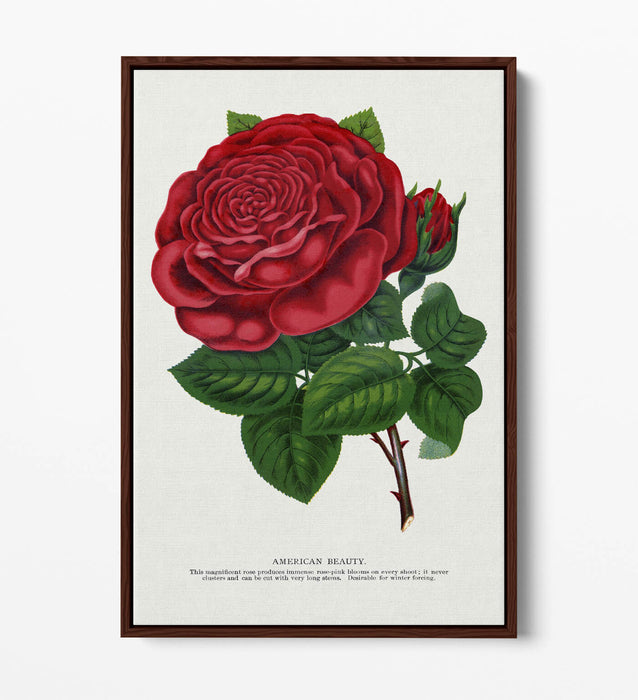 Red Rose Canvas Art – American Beauty Print on Float Effect Canvas Wall Art