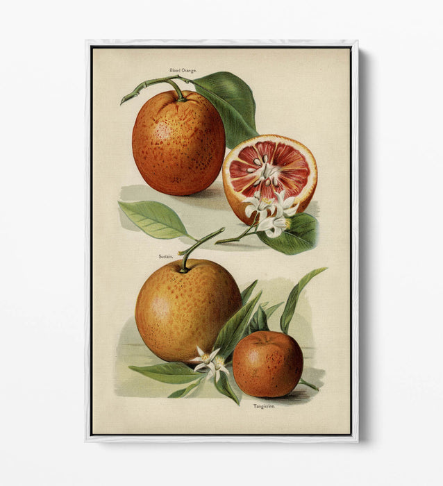 Canvas Wall Art Print – Vintage Orange Illustration With Float Effect Frame