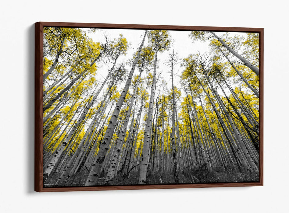 ASPEN TREES -FLOAT EFFECT CANVAS WALL ART PIC PRINT- BLACK WHITE YELLOW