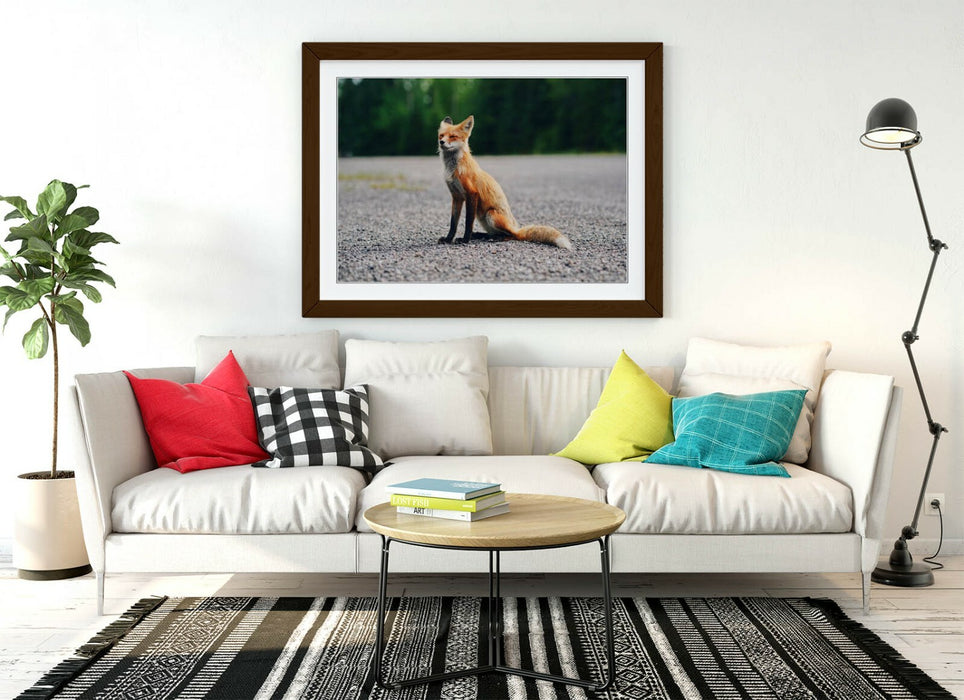 CUTE BABY FOX, WILDLIFE PHOTOGRAPHY -ART FRAMED POSTER PICTURE PRINT ARTWORK
