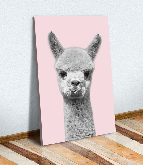 Baby Alpaca Wall Art - Handmade Black White Pink Canvas Print with Satin Finish