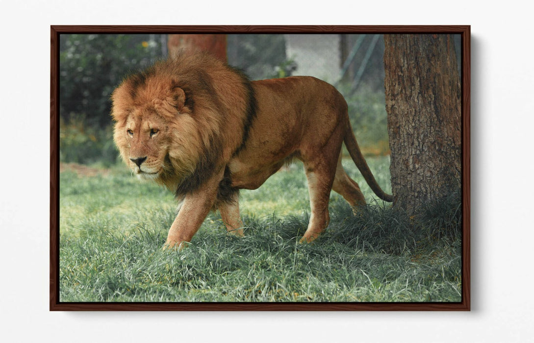 LION ON THE PROWL -FLOAT EFFECT CANVAS WALL ART PIC PRINT- ANIMAL PHOTOGRAPHY