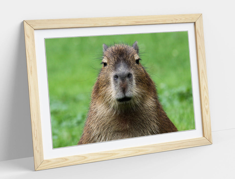 Funny Capybara Art - Framed Wall Art With Woodgrain Frame | Bedroom Decor Poster