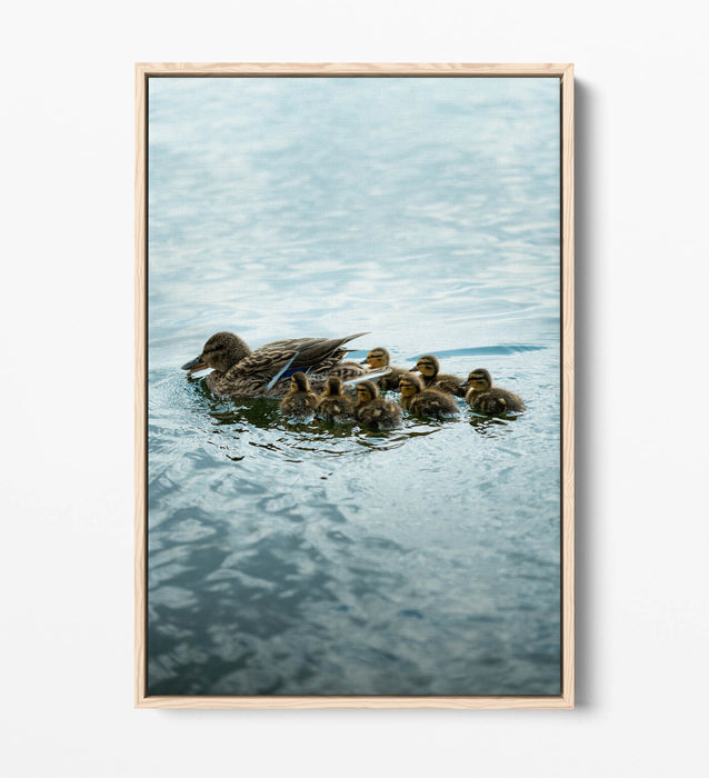 Duck Canvas Wall Art - Handmade UK Canvas Print With Float Effect Frame