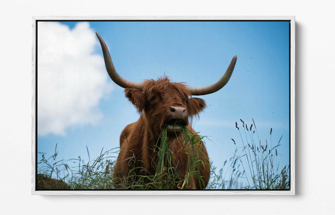 HIGHLAND COW BLUE SKY PHOTO -FLOAT EFFECT CANVAS WALL ART PIC PRINT- ANIMAL