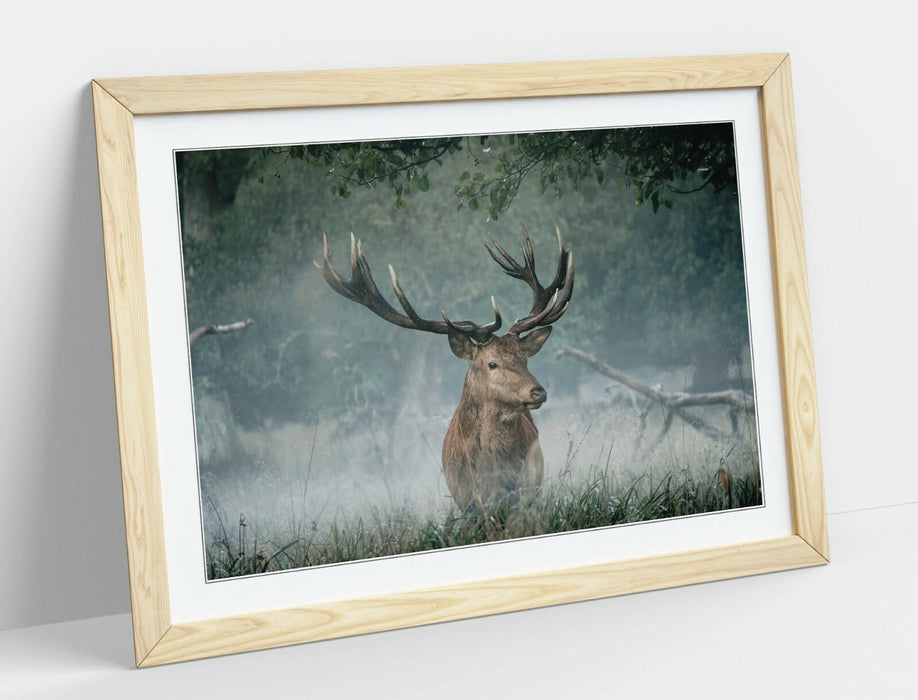 MAJESTIC STAG -WALL ART FRAMED POSTER PICTURE PRINT- ANIMAL PHOTOGRAPHY