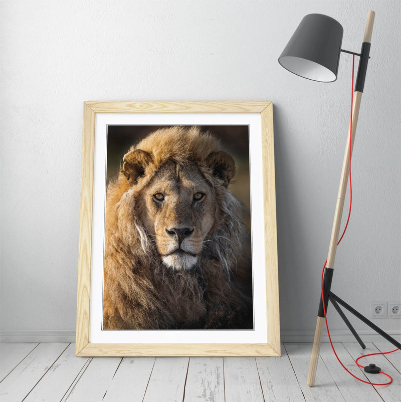 CLOSE-UP OF BEAUTIFUL LION HOME DECOR FRAMED WALL ART POSTER PRINT 4 SIZES