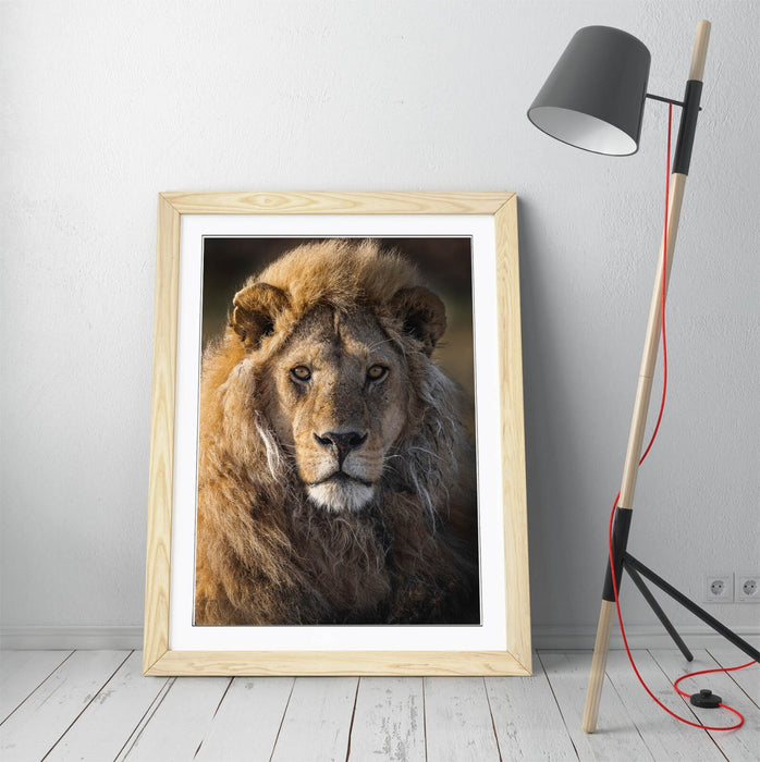 CLOSE-UP OF BEAUTIFUL LION HOME DECOR FRAMED WALL ART POSTER PRINT 4 SIZES